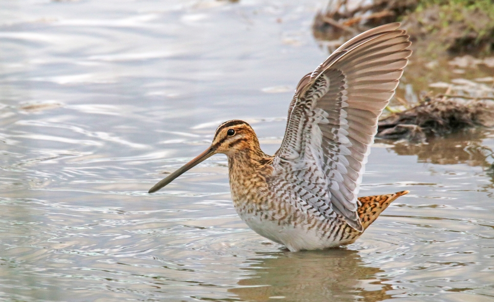 Latest Sightings